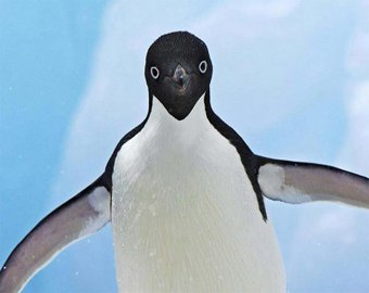 В Токио пингвина объявили в розыск