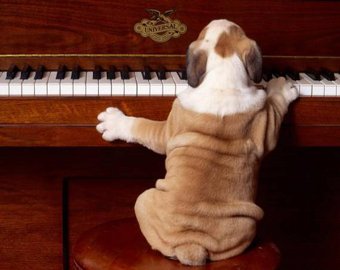 Поющий пес-пианист стал хитом интернета
