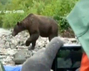 Туристы удивили медведя гризли и остались целы