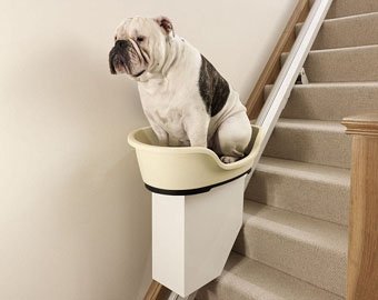 В Англии создали лифт для собак