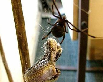 В Южной Африке паук поймал и съел… рептилию!