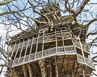 В США возвели крупнейший дом на … дереве