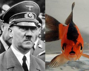 Рыбка стала похожа на ... Гитлера! 
