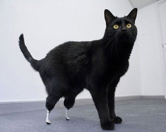 Первый в мире кот с бионическими протезами живет в Англии