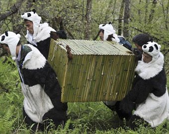 Ученые нарядились в костюмы животных, чтобы помочь пандам