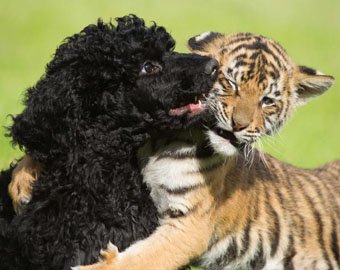 Тигрица подружилась с собакой
