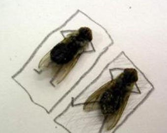 В китайских туалетах разрешили летать только двум мухам