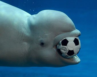 Китов научили играть в … подводный футбол!