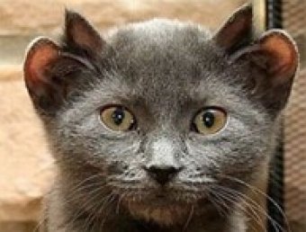 В Германии живет кот-мутант с четырьями ушами