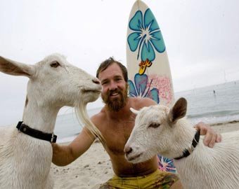 В Калифорнии серфингом занимаются даже козы