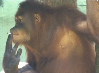 Индонезийской обезьяне запретили курить