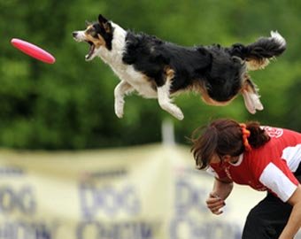 В Польше стартовал чемпионат Европы по фрисби для собак