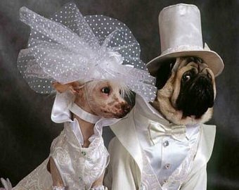 Собачья ретро-свадьба стала хитом в интернете