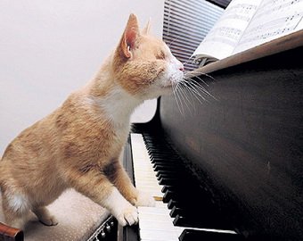 Слепой кот научился играть на фортепиано