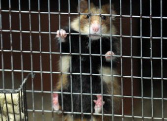 Британские полицейские спасли хомячка от кошки и нашли его хозяина