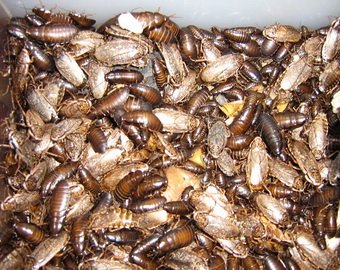 Голландца будут судить за выпущенных на волю тараканов