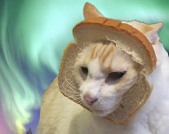 Новый прикол в Интернете – превращение котов в … бутерброд!