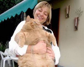 В США живет 19-килограммовая кошка Худышка