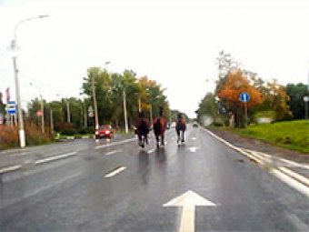 Бесхозные лошади совершили забег по Петергофскому шоссе