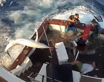 Рыбина весом 300 кг едва не покалечила рыбаков, свалившись в их лодку