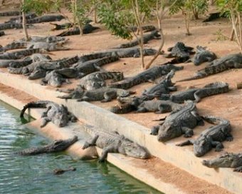 По улицам Вьетнама разгуливают 60 крокодилов
