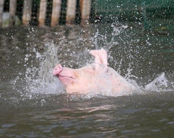 Фермер занимается со свиньями прыжками в воду!