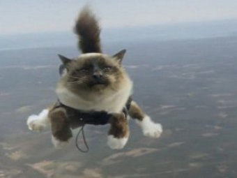 Коты-парашютисты стали звездами Youtube