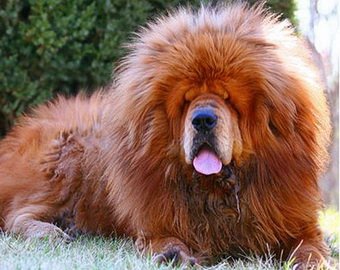 Самую дорогую собаку в мире продали за 1 млн фунтов стерлингов