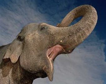 В Индии 50 пьяных слонов объявили войну людям