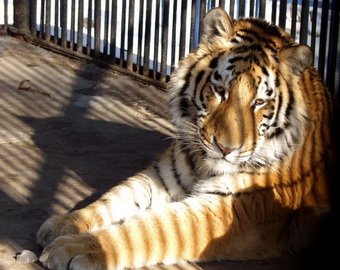 Посетитель зоопарка разделся перед … тиграми!