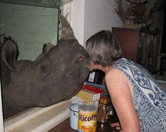 Пенсионерка держит у себя дома носорога 
