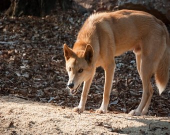 В Австралии собака динго ограбила туристку 