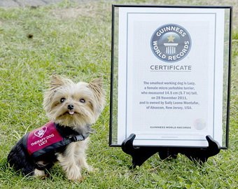 Самая маленькая собака в мире живет в США