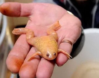 Мужчина нашел в сугробе загадочных оранжевых лягушек