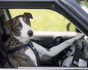 Бездомные собаки научились водить автомобили
