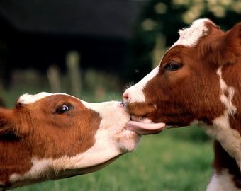 В Британии открылся сайт знакомств для домашнего скота