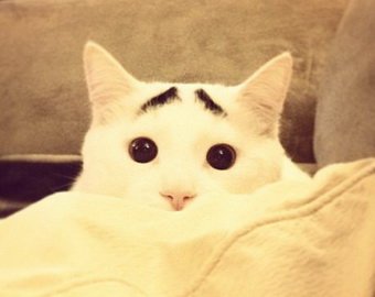 Новый любимец Интернета — кот Сэм "с бровями"