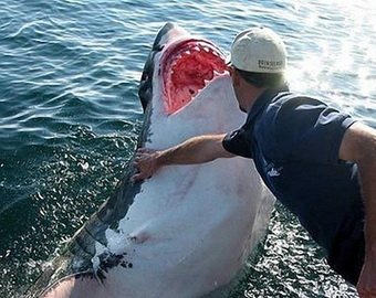 Британца, спасшего детей от акулы, уволили за прогул