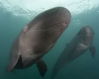 Счастливейший в мире кит не устает улыбаться фотографам