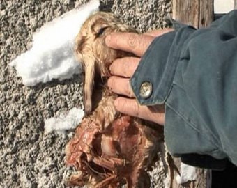В Казахстане родился трехглазый и восьминогий ягненок