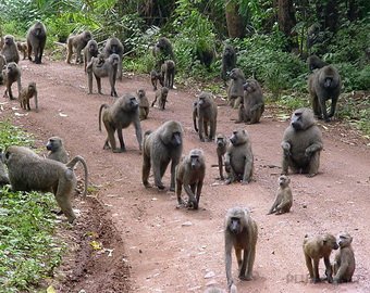 Британка написала книгу о том, как ее воспитали обезьяны