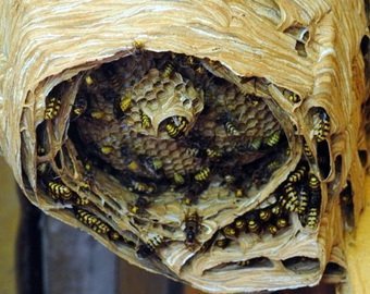 Мужчина погиб после секса с гнездом шершней