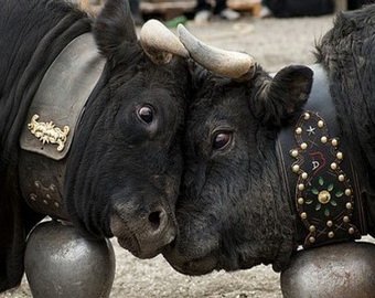 В Швейцарии прошел чемпионат по борьбе среди коров