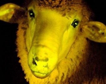 Ученые создали овец, которые светятся в темноте