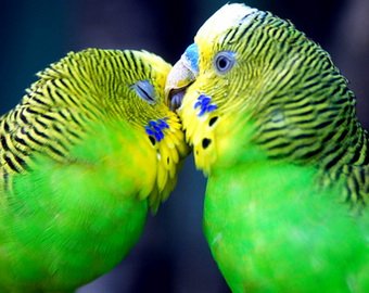 Ученые: попугаи дают имена своим детям