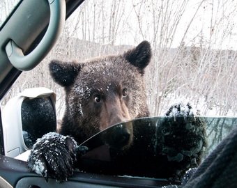 На автотрассе в ДТП попал медведь