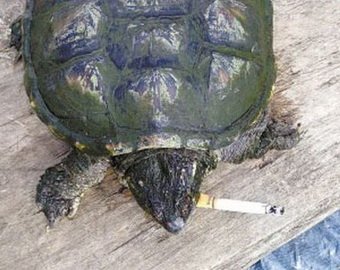 Китайская черепаха выкуривает по 10 сигарет в день