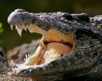 Американец украл крокодила, спрятав его под футболку