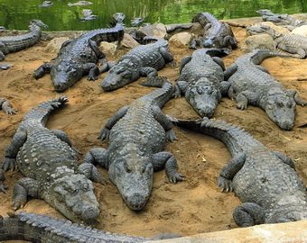 Столичные чиновники наложили арест на 134 крокодила