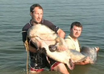 Рыбаки в Словакии поймали сома весом более 100 килограммов